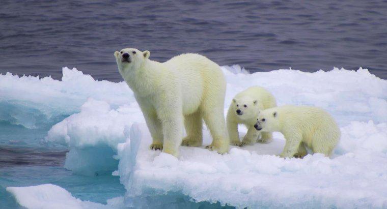 Niche sinh thái của Gấu Bắc Cực là gì?