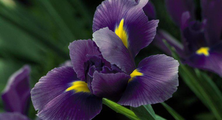 Khi nào hoa Iris nở?