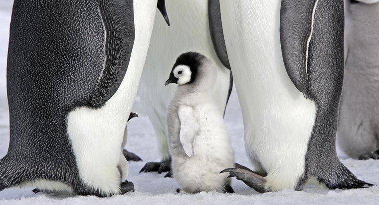 Chim cánh cụt là động vật có vú?