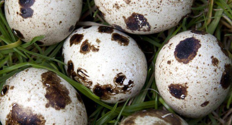Chim cút đẻ bao nhiêu trứng?