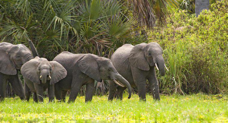 Con voi châu Phi trung bình nặng bao nhiêu?