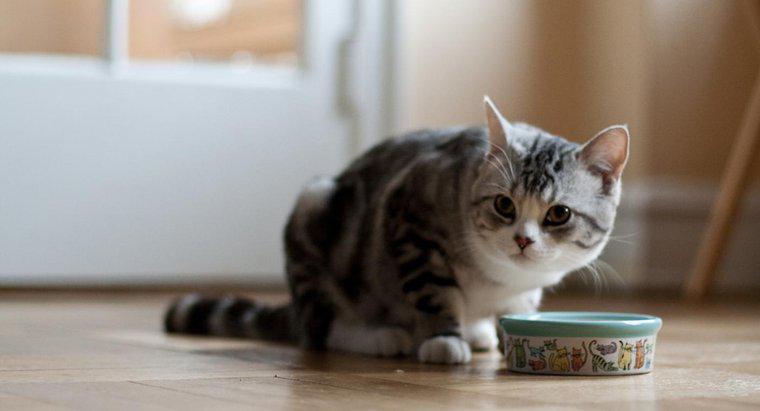 Thức ăn cho mèo tốt nhất cho mèo trong nhà là gì?