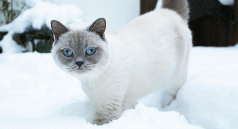 Mèo có được khoác áo dày hơn vào mùa đông không?