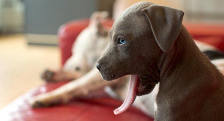 Chó Pit Bulls Mũi đỏ và Mũi xanh trông như thế nào?