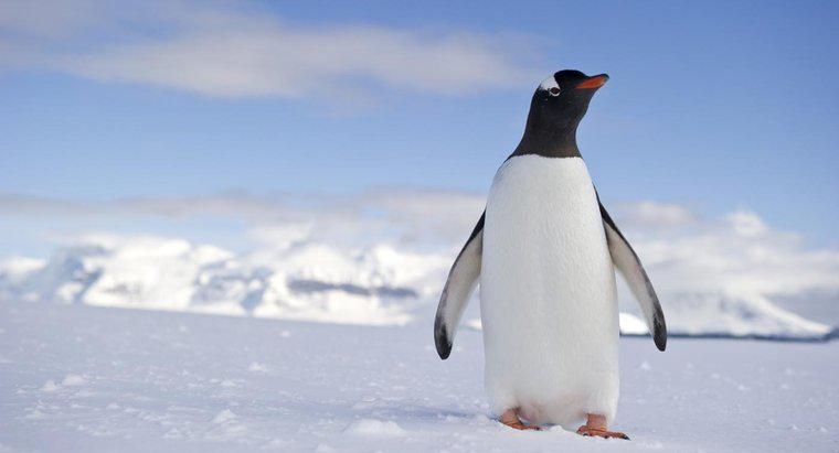 Môi trường sống của chim cánh cụt là gì?