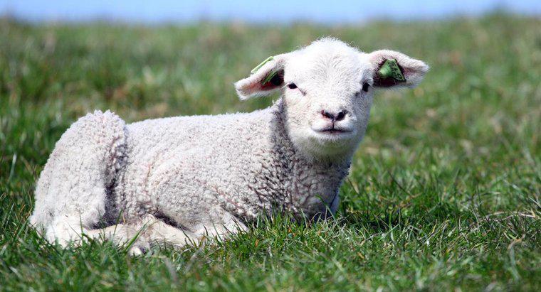 Con cừu tượng trưng cho điều gì?