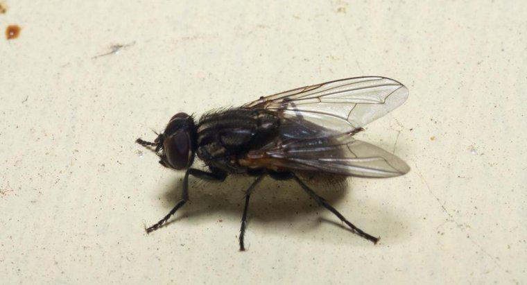 Nguyên nhân nào gây ra sự xâm nhập của ruồi nhà?