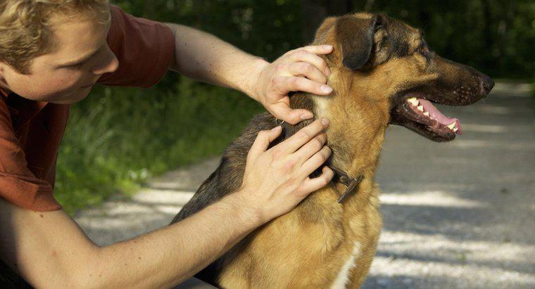 Làm thế nào để bạn ngăn chặn bọ ve trên chó?