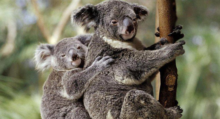Koalas ở đâu trong chuỗi thức ăn?