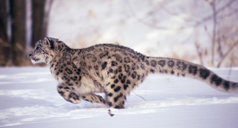 Leopard có thể chạy nhanh như thế nào?