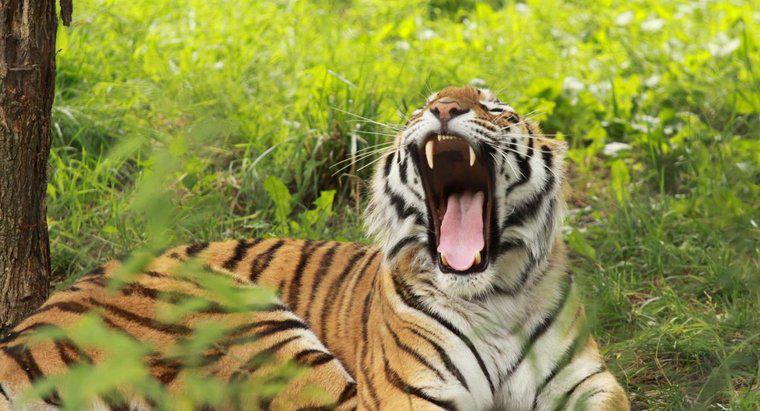 Con hổ tạo ra âm thanh gì?