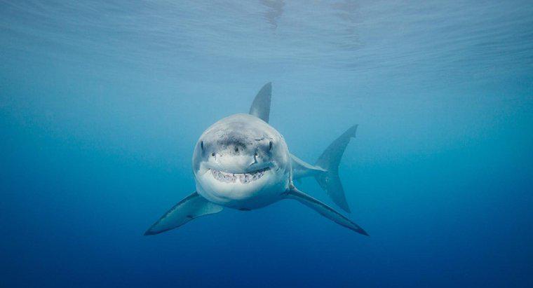 Làm thế nào để Cá mập trắng lớn trốn tránh những kẻ săn mồi?