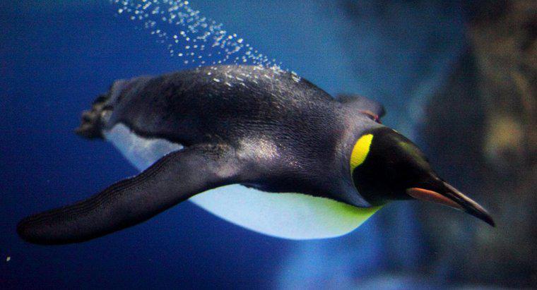 Chim cánh cụt bơi nhanh như thế nào?