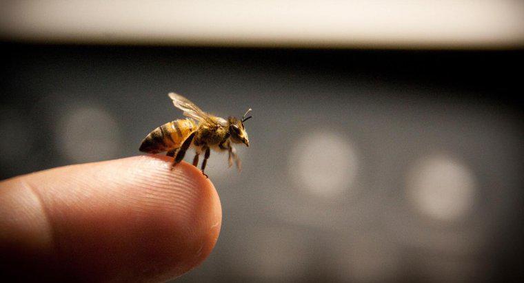 Phương pháp điều trị hiệu quả để ngăn chặn sưng do ong đốt là gì?