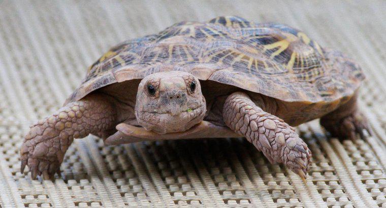Sự khác biệt giữa một con rùa và một con rùa là gì?
