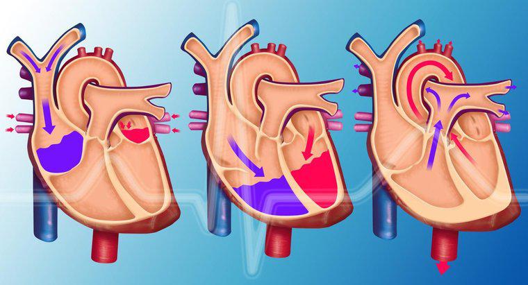 Tĩnh mạch phổi có tác dụng gì?