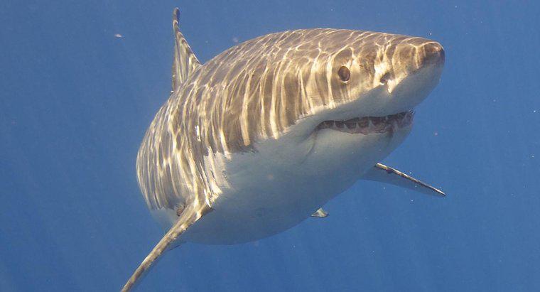 Sự thích nghi về hành vi của Cá mập trắng lớn là gì?