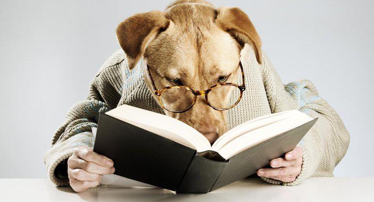 Một số tên con chó văn học là gì?