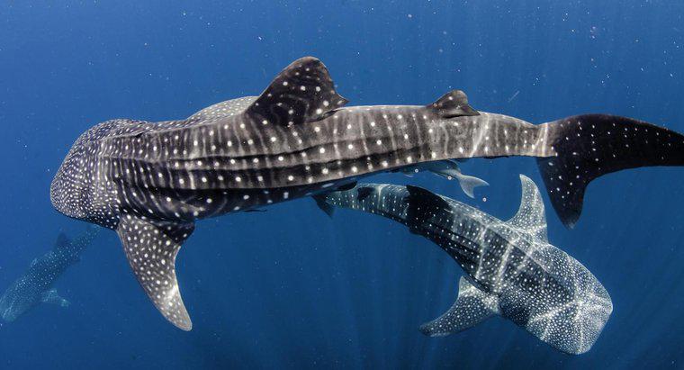 Làm thế nào để cá mập voi tự bảo vệ mình?