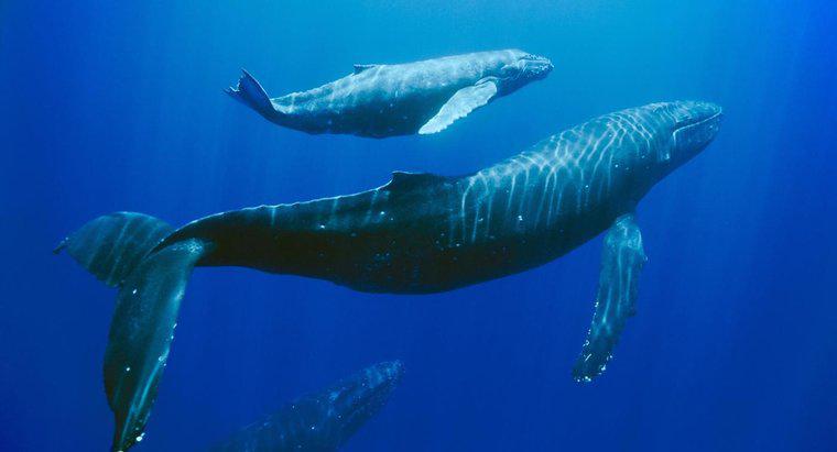 Việc gì đang được thực hiện để cứu cá voi lưng gù?