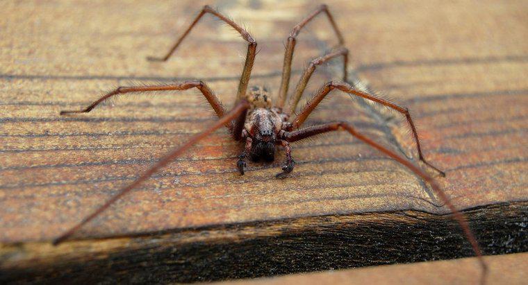 Các triệu chứng của vết cắn của nhện Hobo là gì?