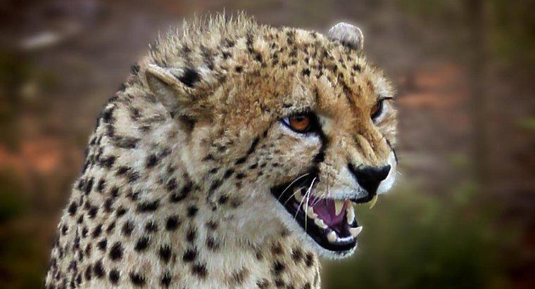 Cheetah tự bảo vệ mình như thế nào?