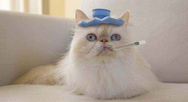 Làm thế nào để bạn giảm sốt cho mèo?
