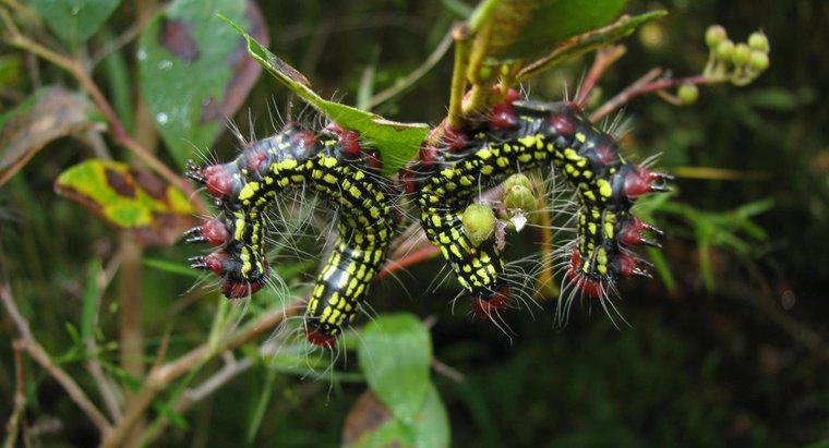 Azalea Caterpillar là gì?