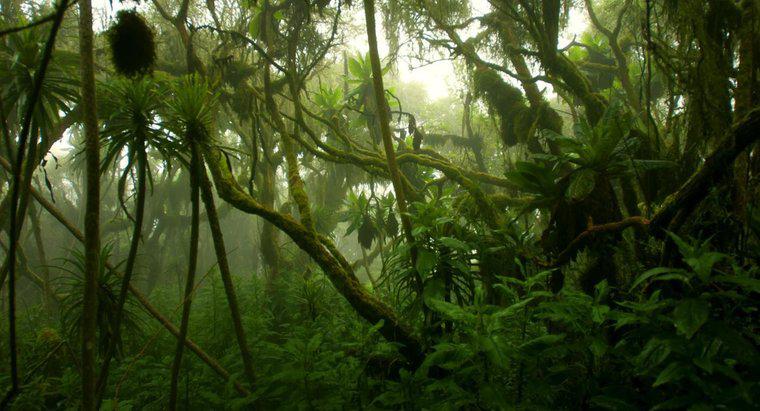 Khí hậu của Rừng nhiệt đới Congo như thế nào?