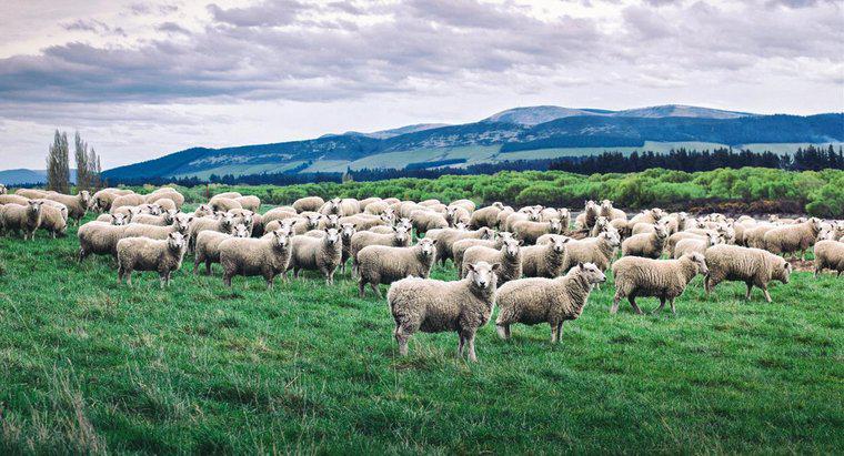 Một bầy cừu được gọi là gì?