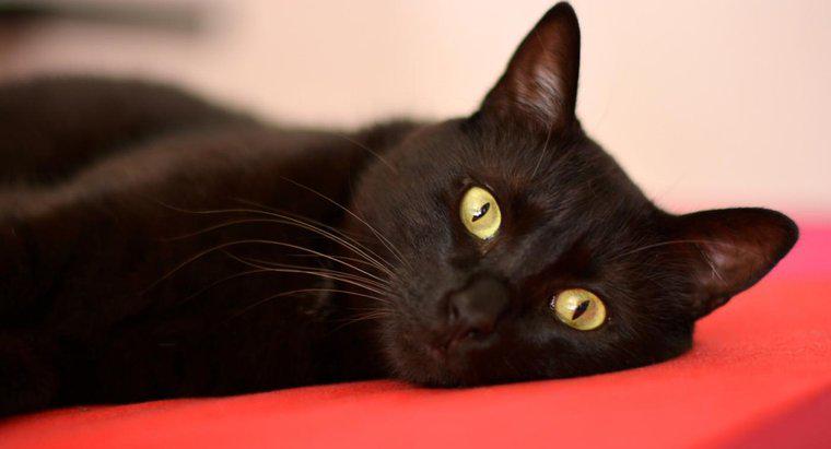 Tại sao mọi người lại nghi ngờ mèo đen?