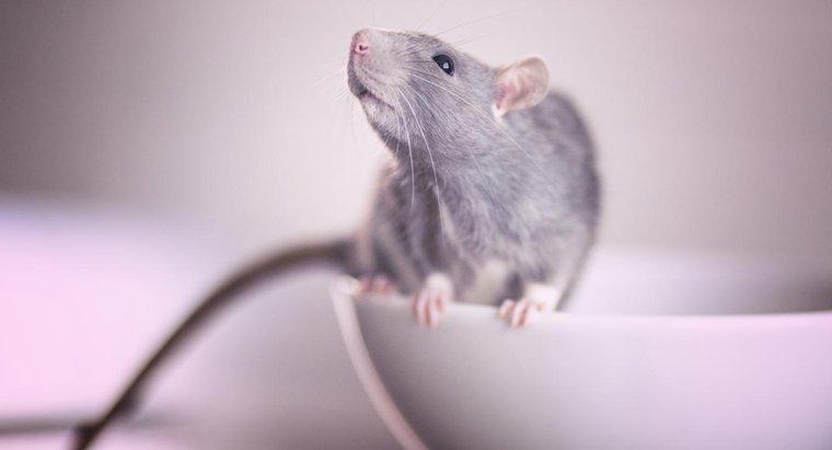 Thuốc độc chuột tốt nhất là gì?