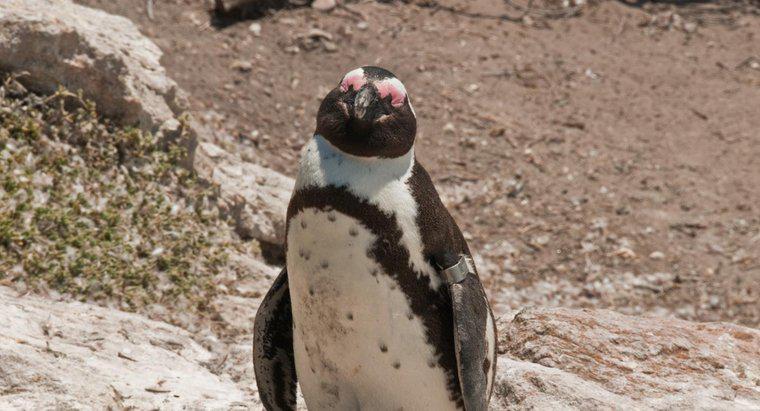 Một con chim cánh cụt nặng bao nhiêu?