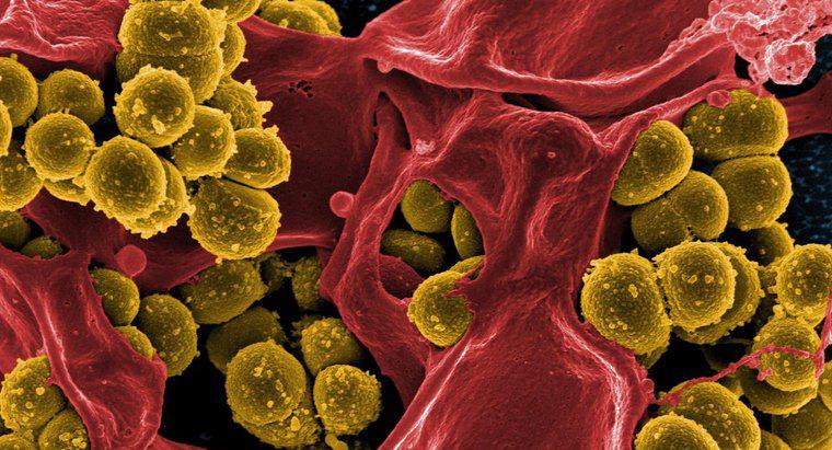 Bốn cách mà vi khuẩn có thể hữu ích đối với con người