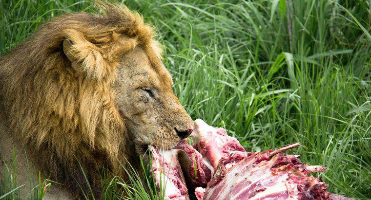 Sư tử ăn bao nhiêu?