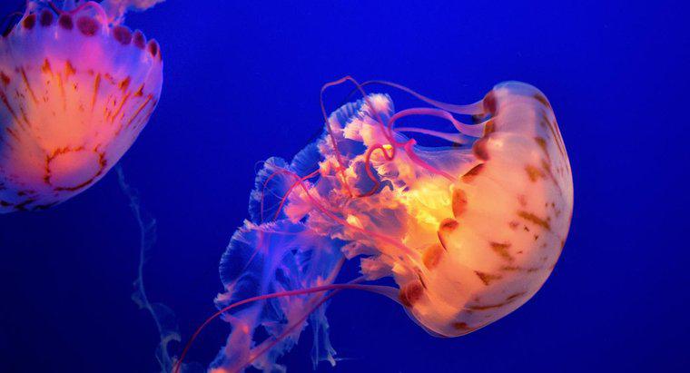 Một số động vật ăn thịt của sứa là gì?