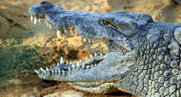Tên khoa học của một con cá sấu là gì?
