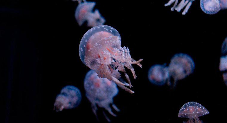 Các bộ phận cơ thể của sứa là gì?