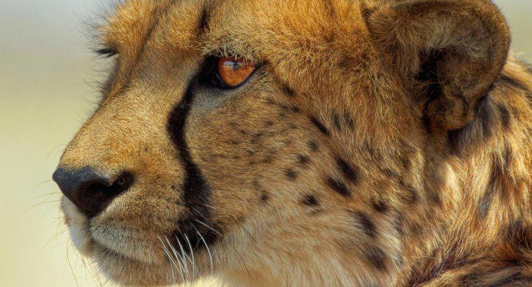 Làm thế nào để Cheetahs sinh sản?