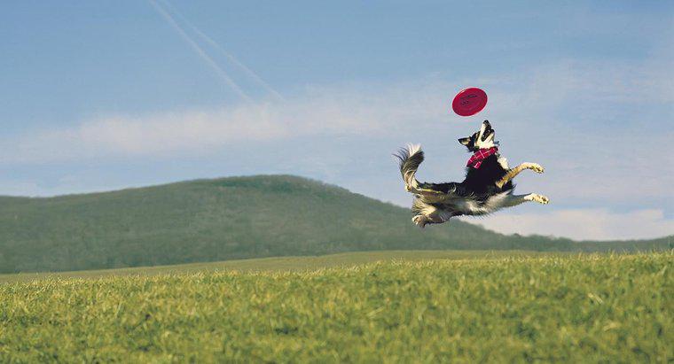 Những giống chó tốt nhất để bắt Frisbee là gì?