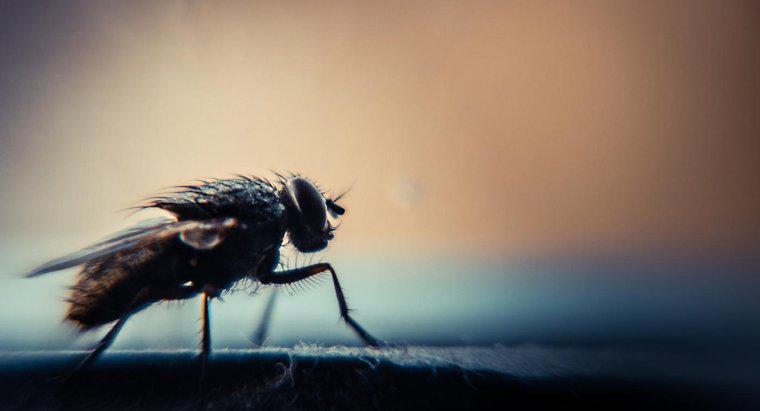 Những con ruồi bị thu hút đến là gì?