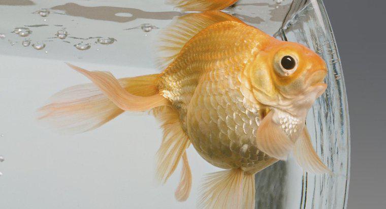 Những loài cá nào tương thích với cá vàng?