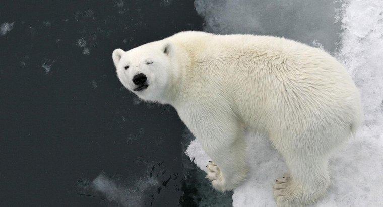 Tại sao Gấu Bắc Cực có lông trắng?