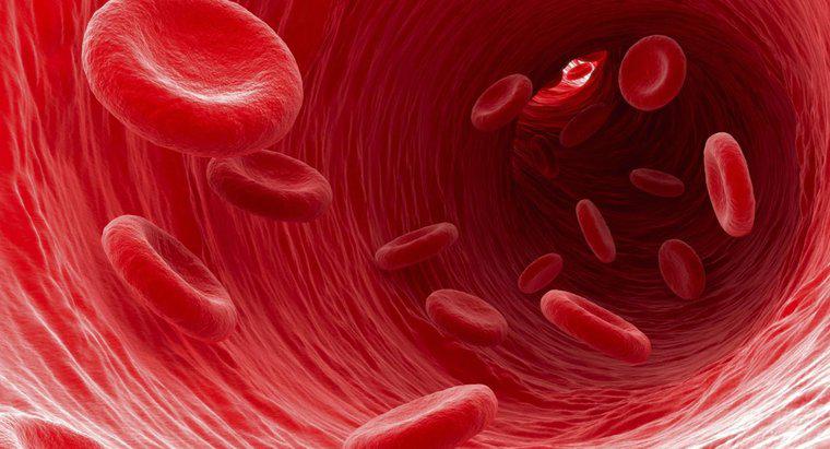Loại tế bào máu nào mang chất thải ra khỏi tế bào?