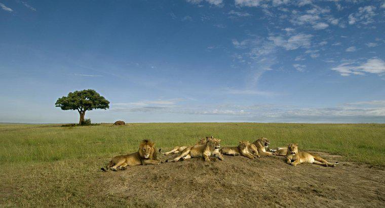Sư tử có thực sự thống trị Động vật hoang dã châu Phi?