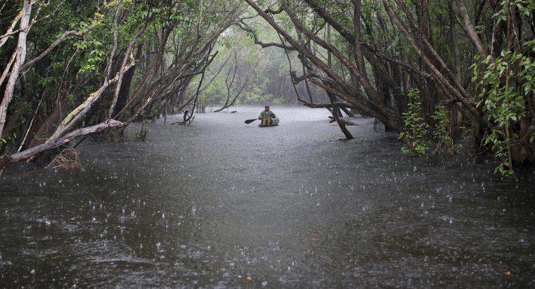 Lượng mưa hàng năm của rừng mưa Amazon là bao nhiêu?