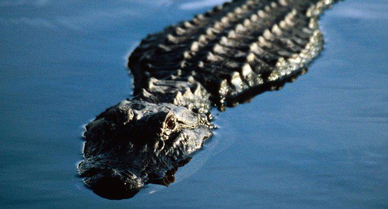 Làm thế nào để cá sấu thở dưới nước?