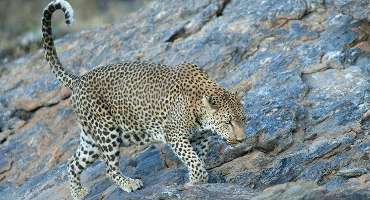 Tốc độ tối đa của Leopard là bao nhiêu?