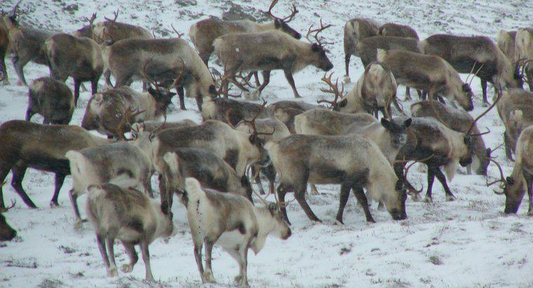 Động vật nào sống ở vùng Tundra?