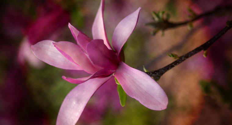 Khi nào thì Magnolias nở rộ?